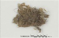 藏品(擬平苔屬)的圖片